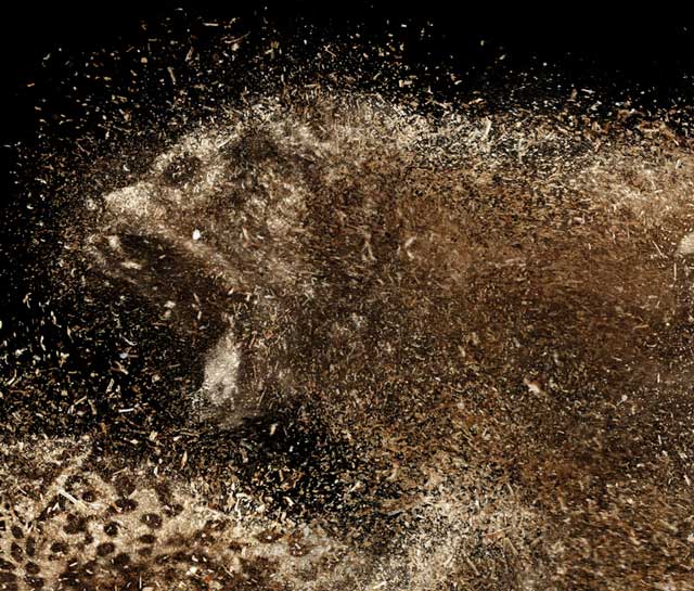 BOSCH博世－動物篇VI設(shè)計